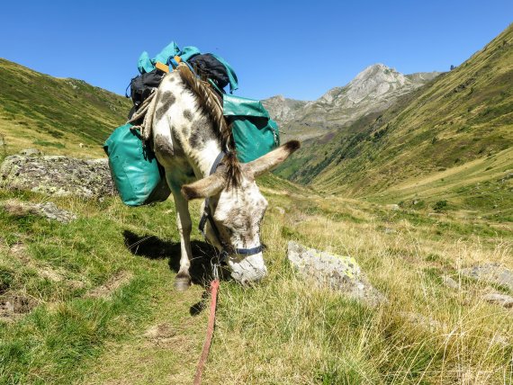 Schritt für Schritt, Pause um Pause: Für das Wandern mit Tieren, auch Animal Trekking genannt, braucht es vor allem eins: Geduld 