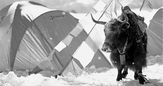 A ‘crazy cow’: the South Korean brand sees its roots as being right where the yaks live. Technical high-end gear is required to survive in the harsh environment of the Himalayas.