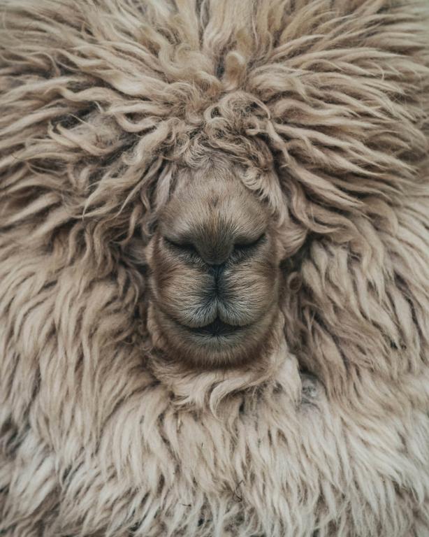 4 Examples for the use of animal fibers and their potential