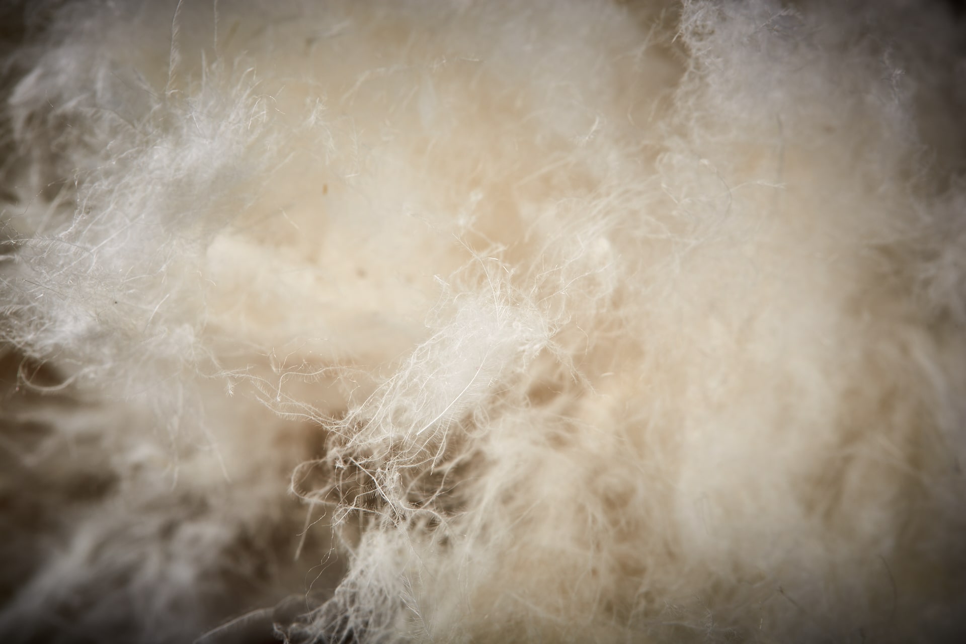 Fibers & Insulations Category Flower Down by Minardi Piume s.r.l. - Italy Fibers & Insulations Category Flower Down by Minardi Piume s.r.l. - Italy