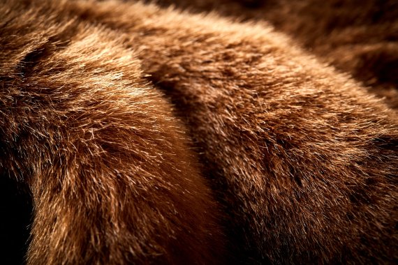 Accelerated Eco Category - Sorona® faux fur by DuPont Sorona® - USA