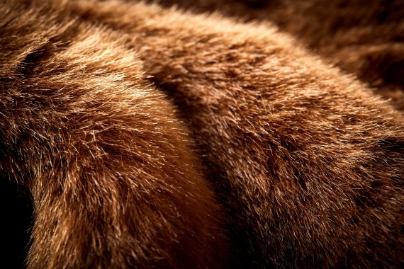 Accelerated Eco Category - Sorona® faux fur by DuPont Sorona® - USA Accelerated Eco Category - Sorona® faux fur by DuPont Sorona® - USA