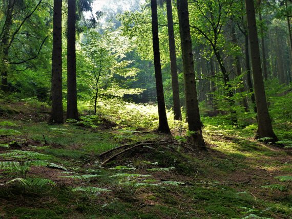 The green of the forest has a positive effect on the well-being.
