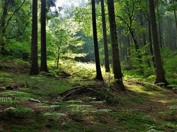 The green of the forest has a positive effect on the well-being. The green of the forest has a positive effect on the well-being.