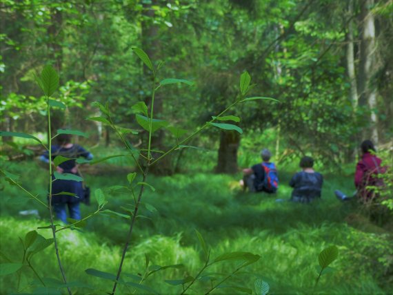 The forest also has positive effects on children. The forest also has positive effects on children.