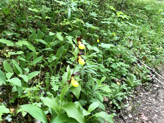 Blätter und Pflanzen in der Natur