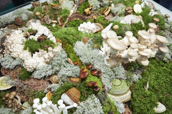 Im Material Lab im Sustainability Hub werden verschiedene Quellen für nachhaltige Materialien ausgestellt.