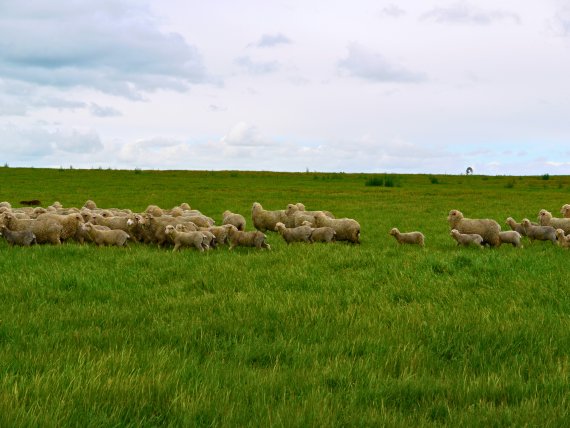 Schafherde auf grüner Wiese
