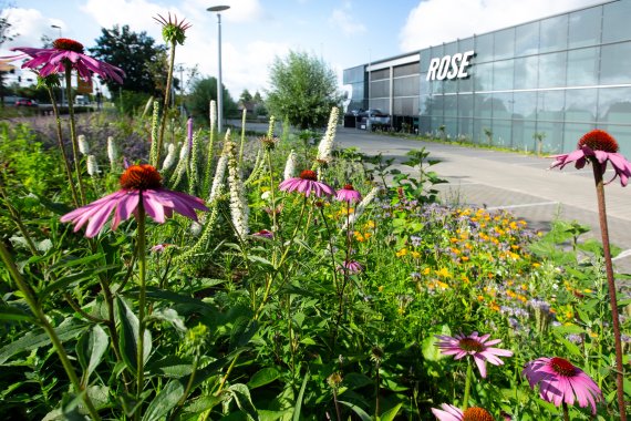 Rose Biketown Bocholt