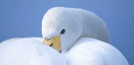 Der Schwan ist das Symbol für das Umweltzeichen der nordischen Länder. 