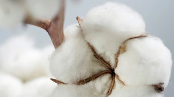 Kann man Baumwolle nachhaltig produzieren? Bestimmte Nachhaltigkeit Siegel zeigen, welche Firmen fair produzieren.