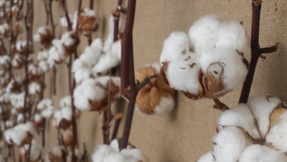 mb-170205-20170205-124047 Natural fabrics are trending in manufacturing; not only cotton but also Merino wool or cashmere.
