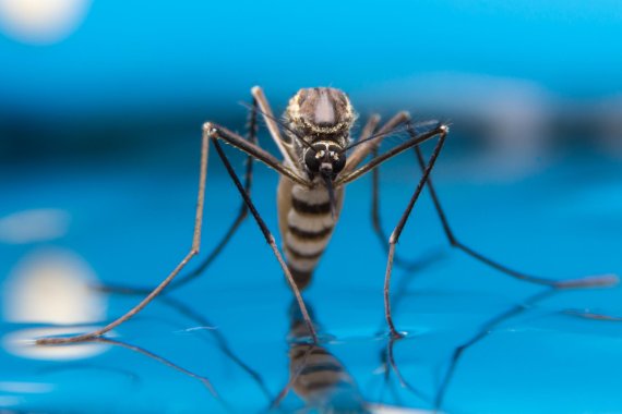 mb-170530-Pesky mosquitoes are becoming a thing of the past through unique textile treatments Photo credit Shutterstock Pesky mosquitoes are becoming a thing of the past through unique textile treatments.
