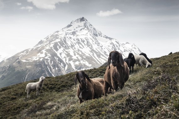 Die Tiroler Bergschafe bieten die ideale Wolle für die neue Alpine-Wool-Linie von Salewa.
