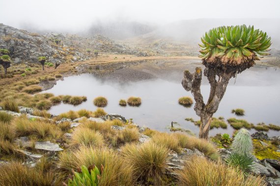 Die Landschaft um den Mount Kenia herum ist abwechslungsreich und einzigartig 