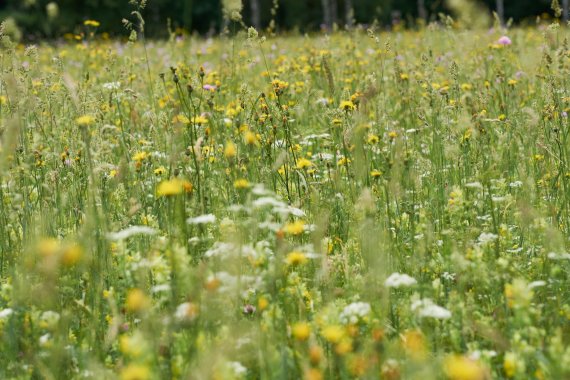 Beautiful source of food: a flower meadow full of herbs