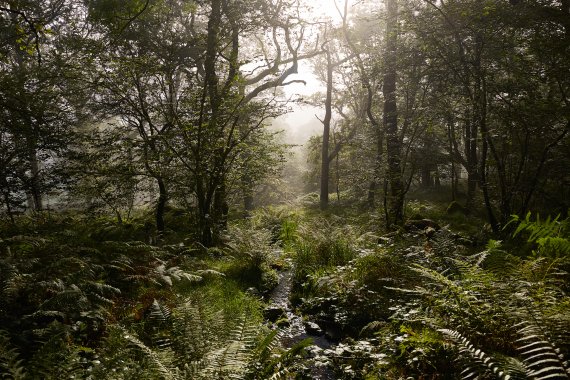 Wälder in Wales