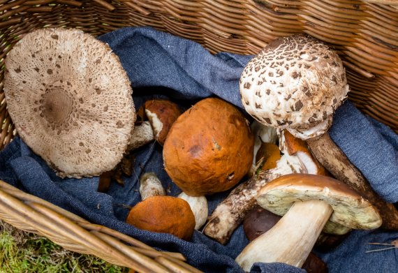 Delicious: a basket of wild mushrooms