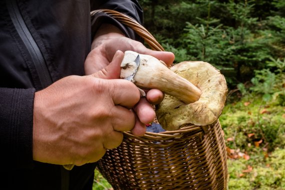Sammeln und säubern: Sven Christ beim Pilze suchen