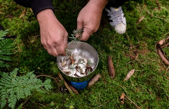 Nach dem Säubern werden die Pilze mit Kräutern angebraten