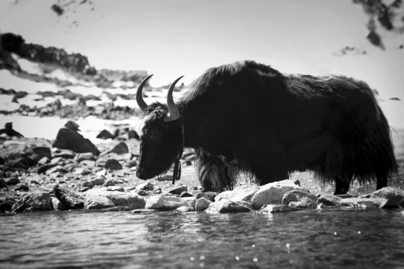 The Yak is the sign for BLACKYAK