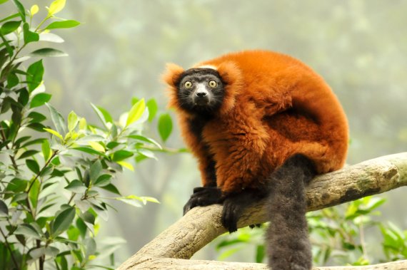 mb-Lemur-Schutz-1 Schutz des Seidensifakas und des Roten Varis, Madagaskar.