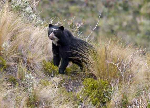 Rettung des Brillenbärs, Ecuador.