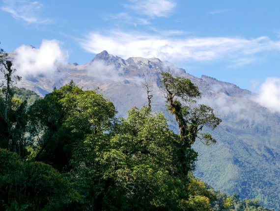 mb-Brillenbaer2 Rettung des Brillenbärs, Ecuador.