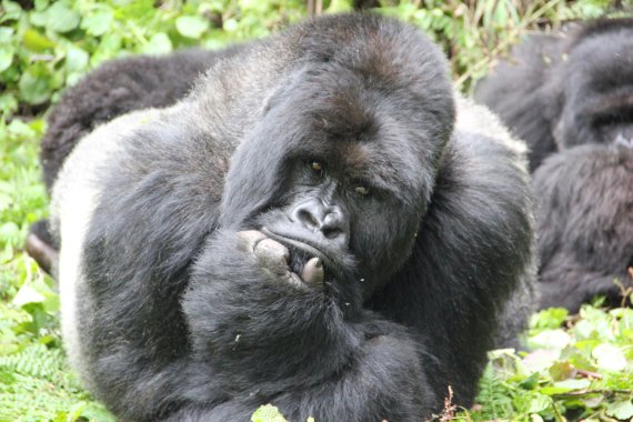 mb-Gorilla2 Rettung des Berggorillas, Ruanda.