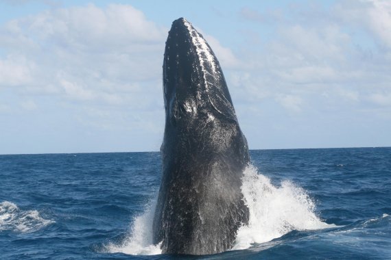 mb-N-wale-ECOA_1 Humpback Whales in the Eastern Caribbean