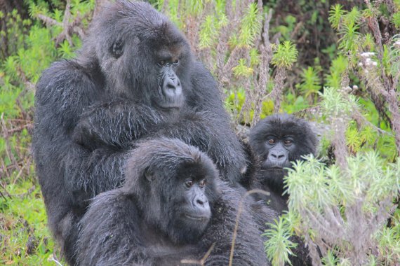 mb-A-Gorilla Saving Mountain Gorillas, Rwanda