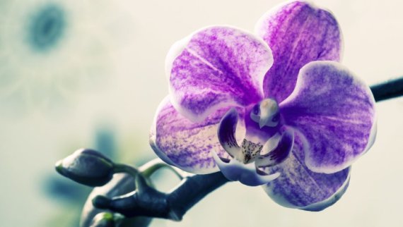 mb-en-Megatrends-ISPO-Unverfaelscht Megatrend Bona Fide: Belief in the ingredient products from the brands is passed on to the consumer, allowing for a cleaner, greener and fairer world.