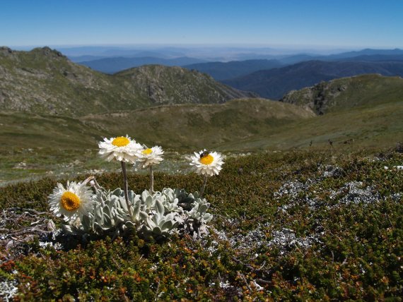 mb-160308-ThinkstockPhotos-91841560 Blütenzauber am Mount Townsend im Kosciuszko-Nationalpark