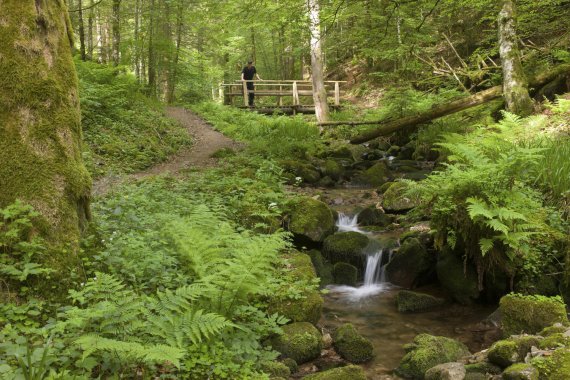 mb-160322-ThinkstockPhotos-498012047 Wandern im Märchenwald – Baden-Württemberg und seine Schluchten