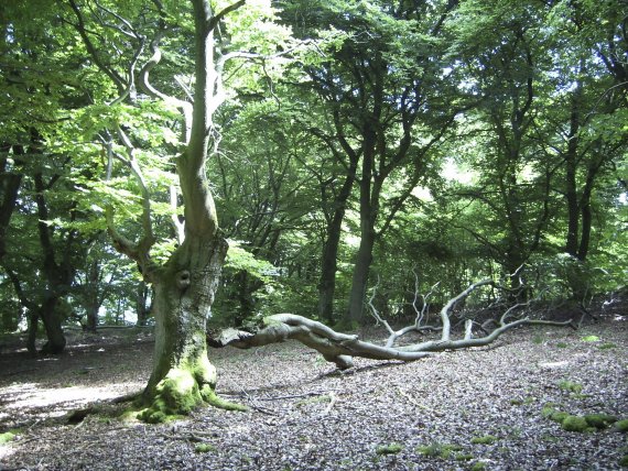 mb-160329-ThinkstockPhotos-454962591 Wandern in Hessen – Verwunschener Kellerwald