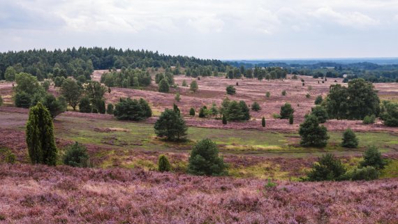 mb-160331-ThinkstockPhotos-453542787 Für Körper und Seele - Wandern in der Lüneburger Heide