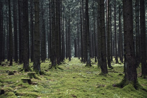 Abenteuer-Spielplatz Wald – Wandern mit Kindern im Saarland.