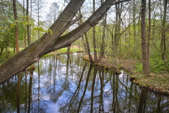 Mit Bibern und Kranichen wandern – an den Flussläufen des Spreewalds 