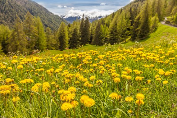 mb-161216-ThinkstockPhotos-523499238 Blühende Landschaften: Frühlings-Bergwandern in Südtirol
