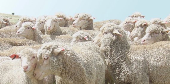 mb-170116-responsible wool standard Wolle ist eine natürliche Faser mit hervorragenden Eigenschaften. Der Responsible Wool Standard garantiert für eine verantwortungsvolle Schafzucht.