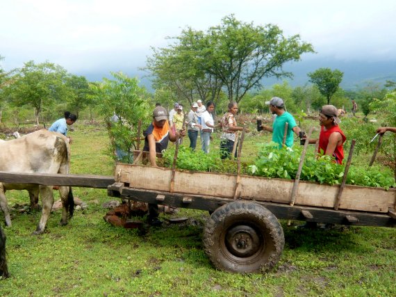 In the future, Odlo sportswear will also finance tree seedlings for new forests in Nicaragua