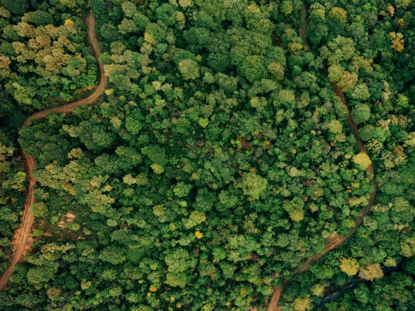 Rainforest