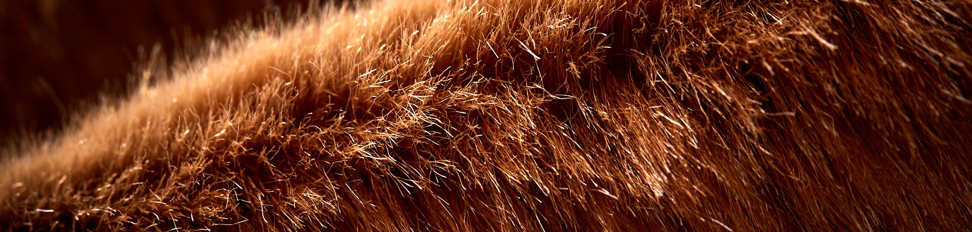 ISPO Textrends - Accelerated Eco ISPO Textrends - Accelerated Eco