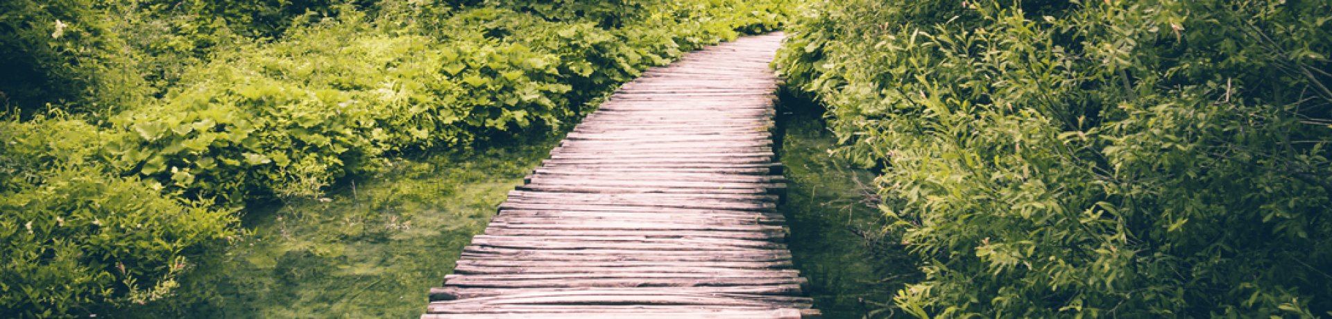 Path in the green