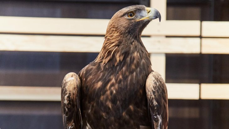 mb-Adler-Sky-1 Bekanntester Vogel der Sportbranche: Drohnen-Adler Sky auf der ISPO MUNICH 2016