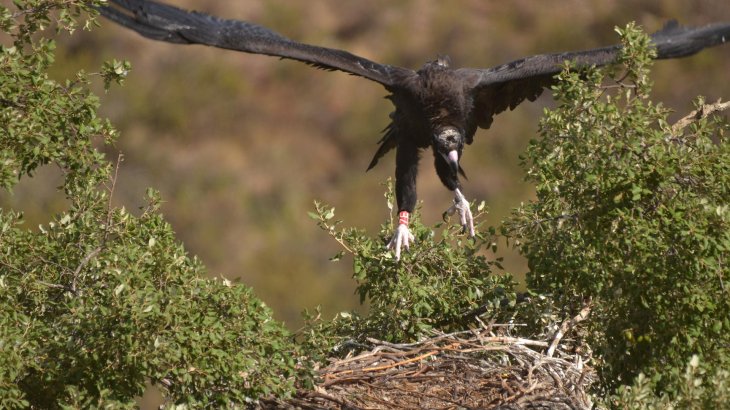 mb-Black-Vulture_1 Ansiedlung des Mönchsgeiers, Süd-Portugal.