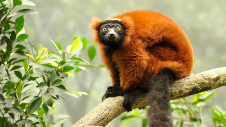 mb-Lemur-Schutz-1 Schutz des Seidensifakas und des Roten Varis, Madagaskar.