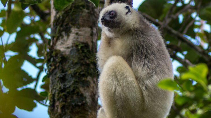 mb-Lemur_2-EOCA Schutz des Seidensifakas und des Roten Varis, Madagaskar.