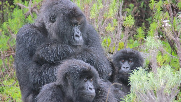 mb-Gorilla Rettung der Berggorillas, Ruanda.