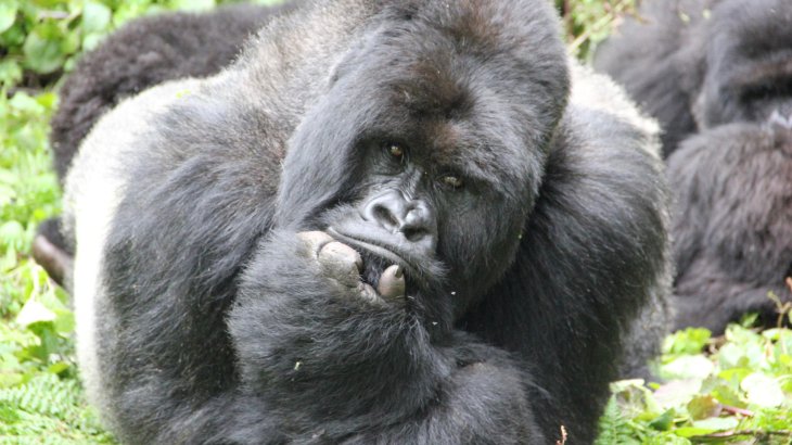 mb-Gorilla2 Rettung des Berggorillas, Ruanda.